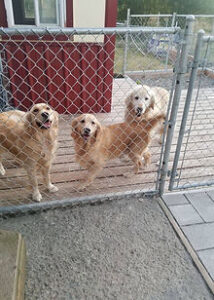 15 year old Golden Retriever