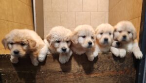 Golden Retriever puppies for sale in Oregon