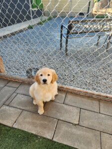 Golden puppy in Oregon, American Kennel Club