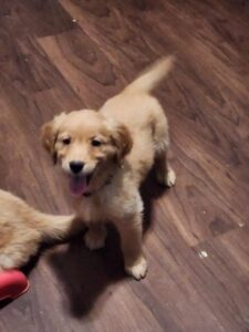 Sophia, Golden Retriever puppies for sale in Oregon