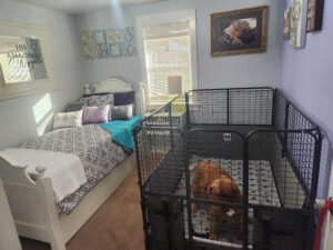 Rita enjoying a snack in whelping bedroom